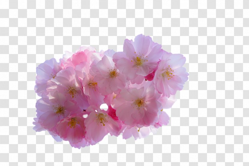 Cherry Blossom Flower Yoshino - Plants Transparent PNG
