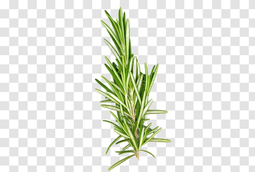 Mediterranean Cuisine Rosemary Organic Food Herb Flavor - Vanilla Plants Transparent PNG