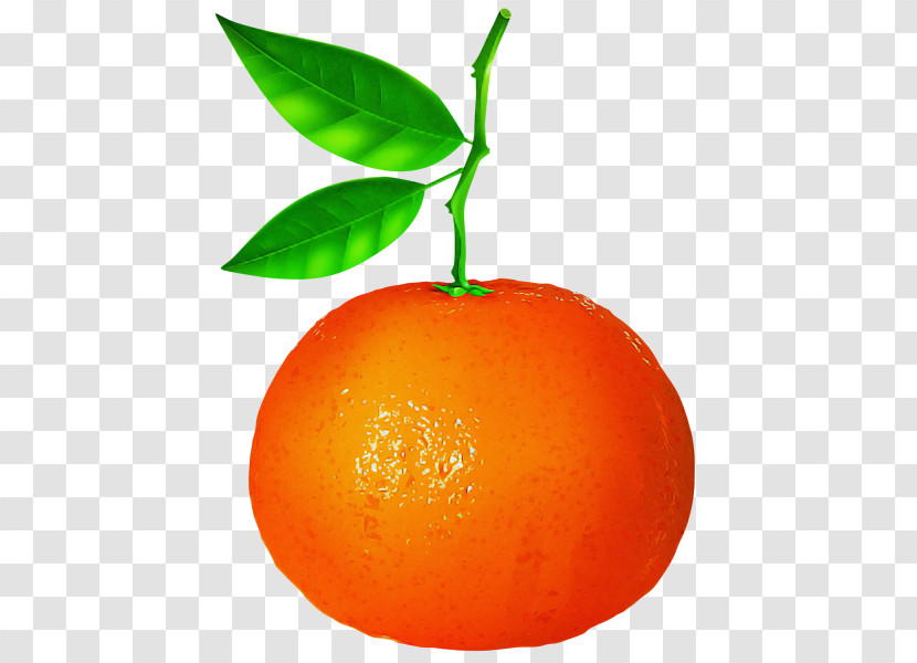 Orange Transparent PNG