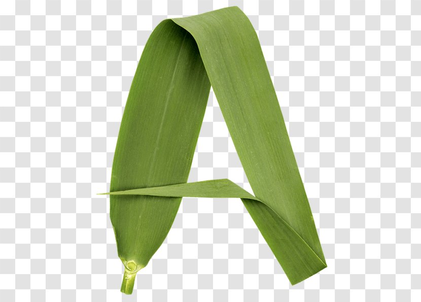 Banana Leaf Atmosphere Health Commodity Font - Reed Transparent PNG