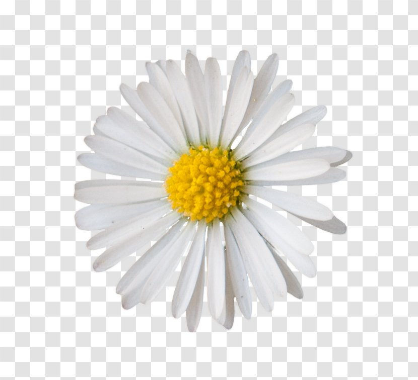 GIMP Blume Common Daisy Oxeye Clip Art - Flower - Small Transparent PNG