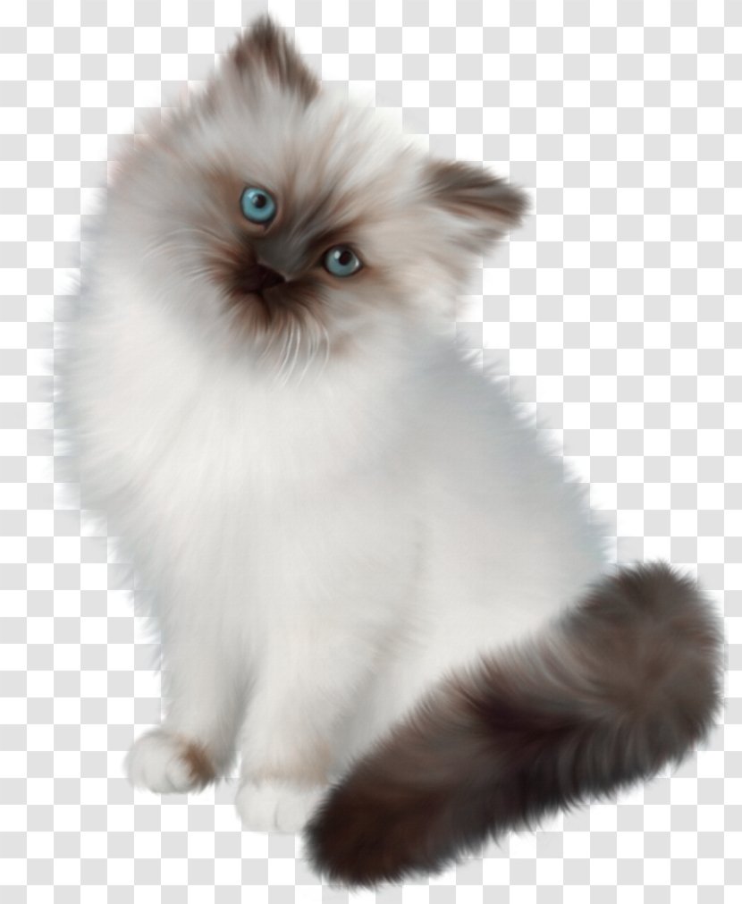 Cat Kitten PaintShop Pro - Ragdoll - Persian Transparent PNG