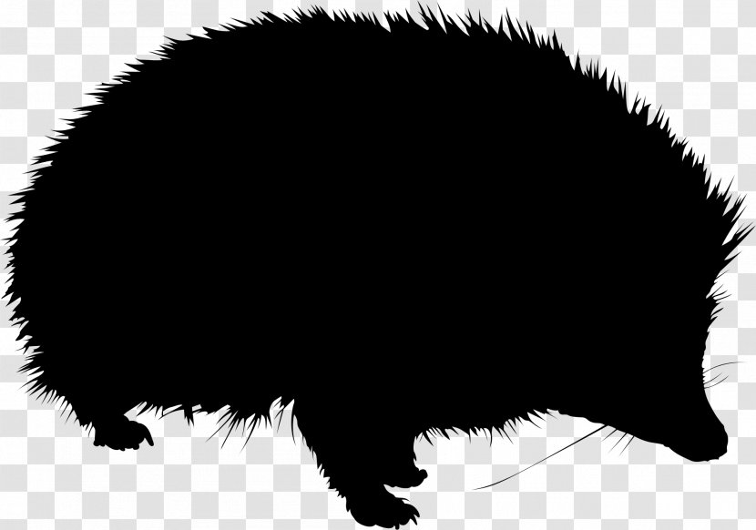 Hedgehog Porcupine Pig - Mammal - Animal Transparent PNG