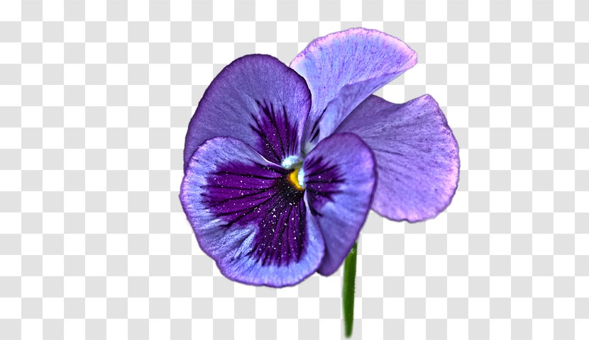 Pansy Violet Purple Flower - Poster Transparent PNG