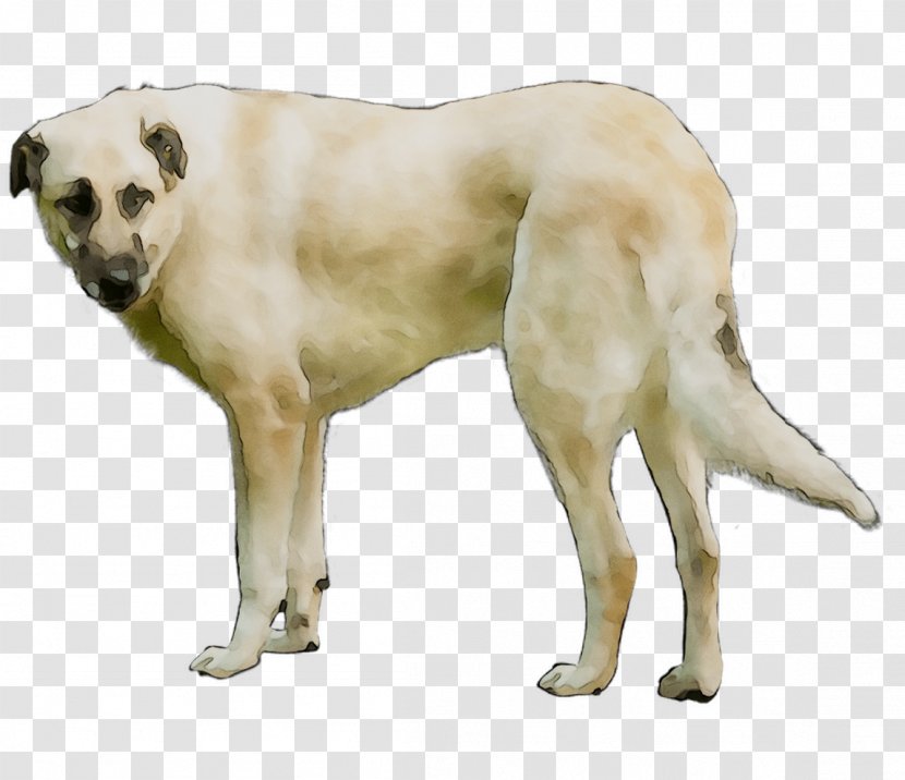 Rare Dog Breed Crossbreed - Sporting Group - Carnivore Transparent PNG