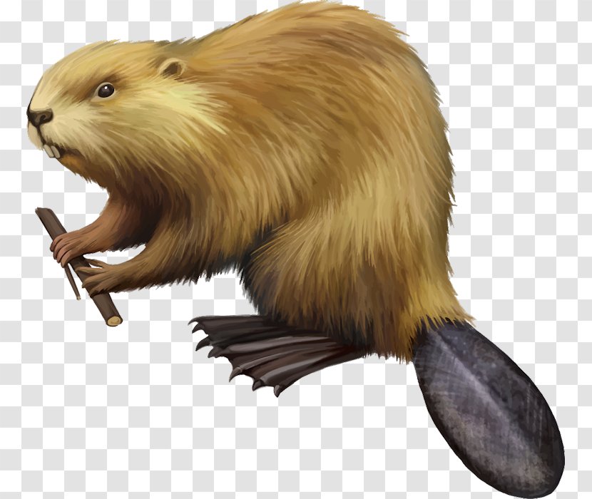 American Beaver Drawing Royalty-free - Royaltyfree - Shutter Stock Transparent PNG