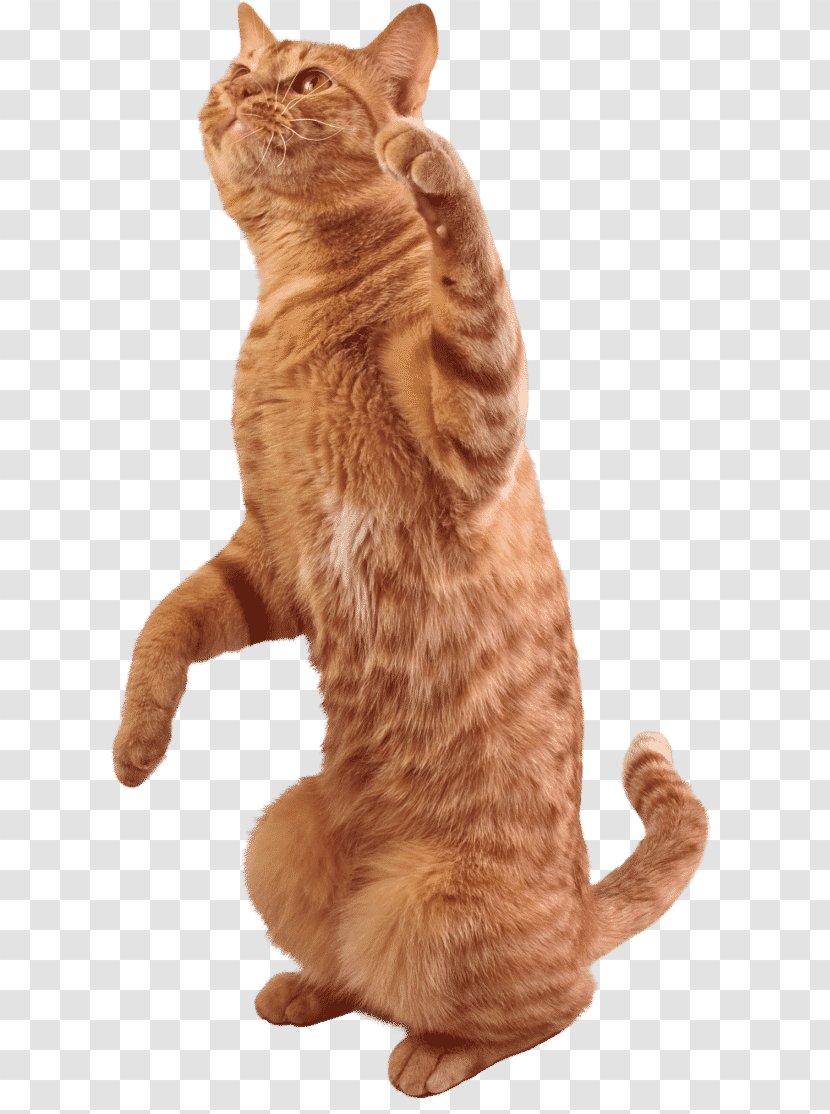 Tabby Cat Kitten Stock Photography - Tail Transparent PNG