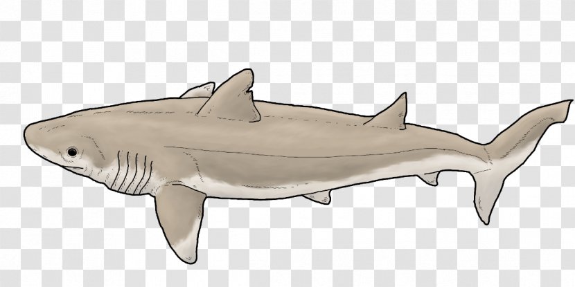 Tiger Shark Digital Art DeviantArt - Drawing Transparent PNG