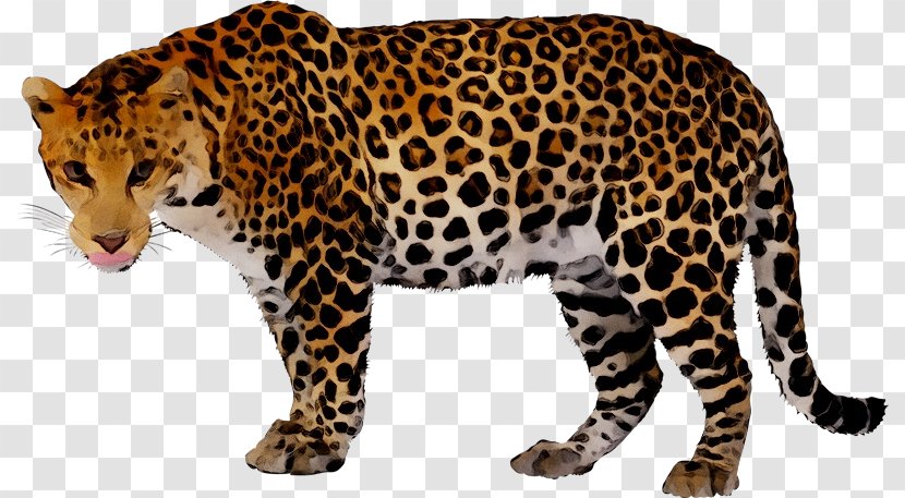 Leopard Clip Art Jaguar Cheetah - Black Panther Transparent PNG
