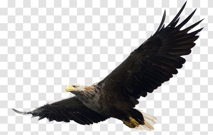 Eagle Flight Bald Clip Art - Tail Transparent PNG