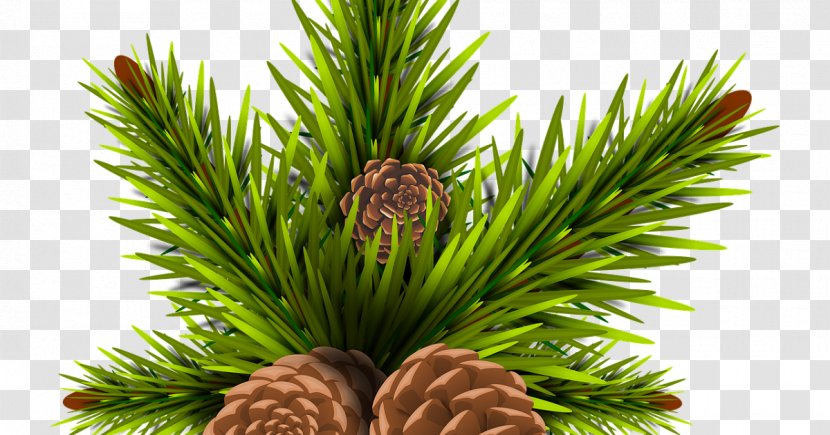 Columbian Spruce Sugar Pine Yellow Fir Jack Lodgepole - Shortleaf Black - Oregon Transparent PNG