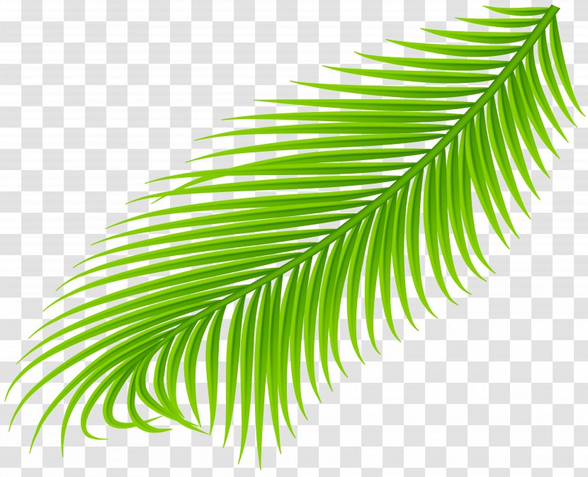 Palm Branch Trees Clip Art Image - Flower - Leaf Transparent PNG