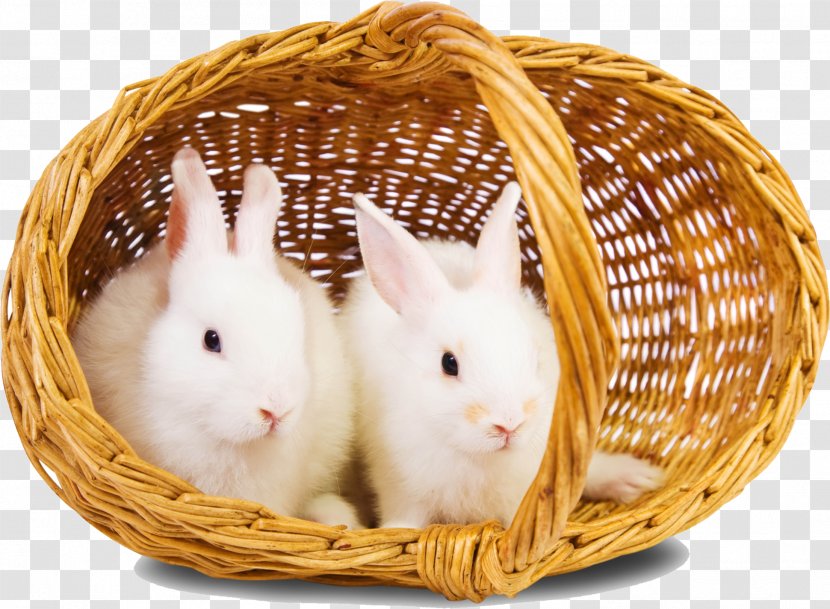 Rabbit Download High-definition Television Wallpaper - Stock Photography - Basket Bunny Transparent PNG
