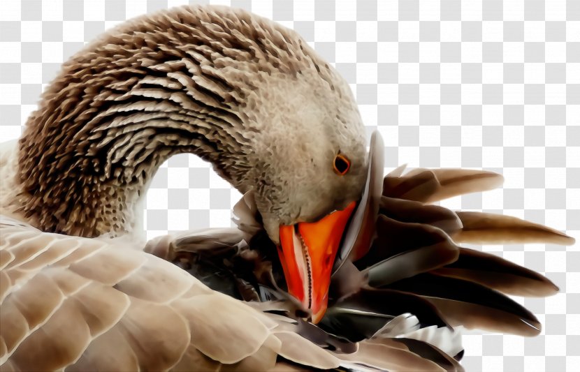 Bird Beak Water Ducks, Geese And Swans Duck - Hunting Decoy - Adaptation Transparent PNG