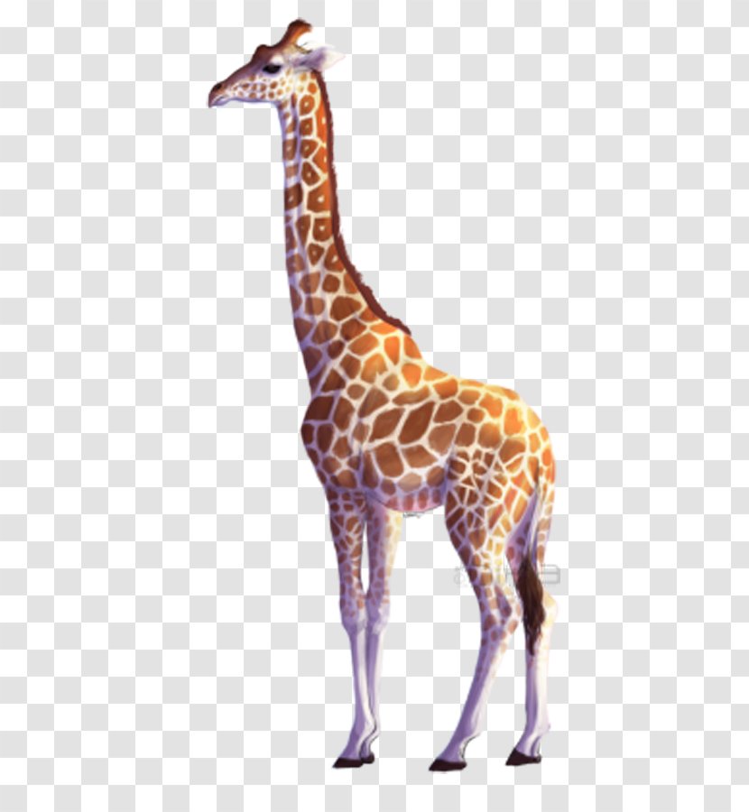 Northern Giraffe All About Giraffes Drawing Clip Art - Wildlife - Head Transparent PNG