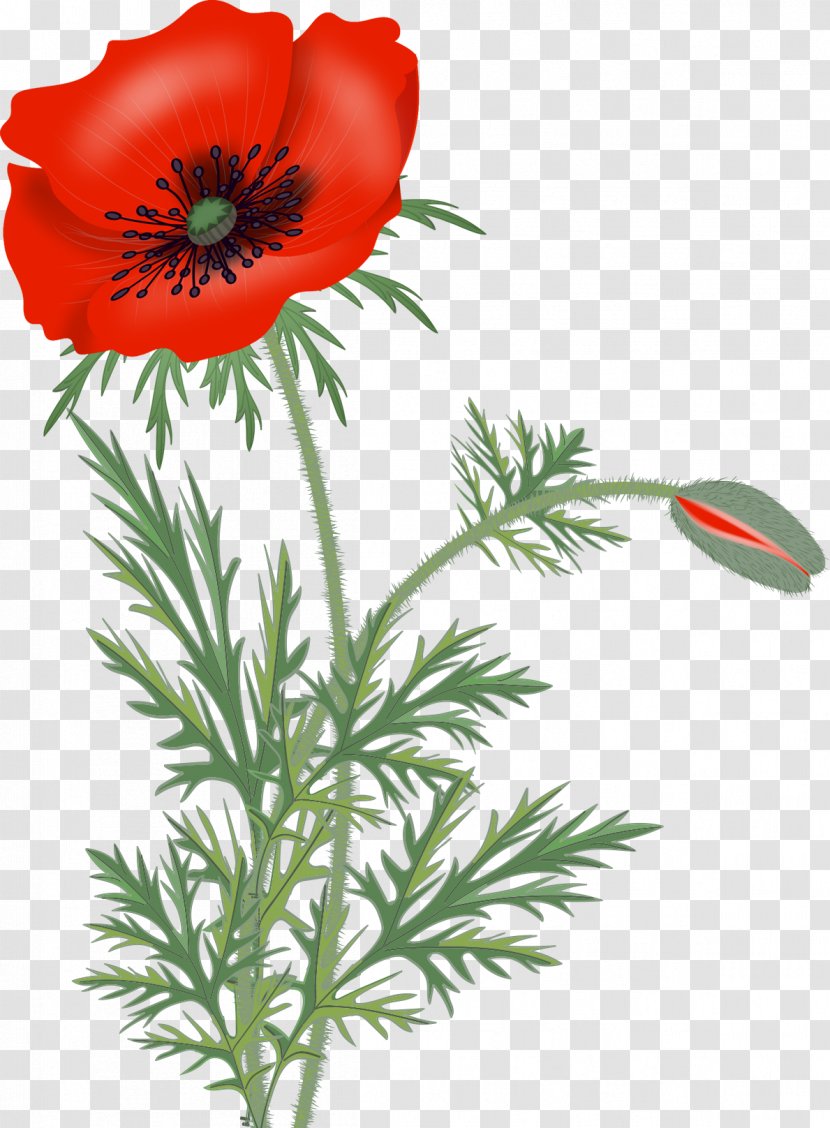 Remembrance Poppy Flower Clip Art - Peony Transparent PNG