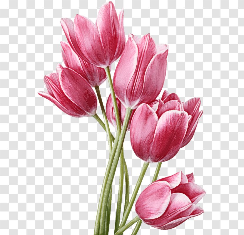 Flower Flowering Plant Petal Tulip Cut Flowers - Lily Family Watercolor Paint Transparent PNG