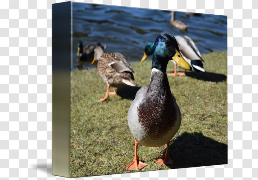 Mallard Goose Duck Fauna PATO M. - Ducks Geese And Swans Transparent PNG