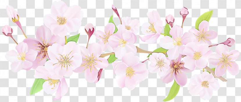 Cherry Blossom Stock Illustration Vector Graphics - Plant - Floral Design Transparent PNG