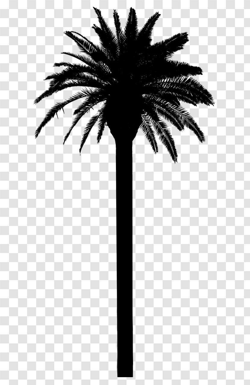Asian Palmyra Palm Date Trees Silhouette Plant Stem - Roystonea - Borassus Flabellifer Transparent PNG