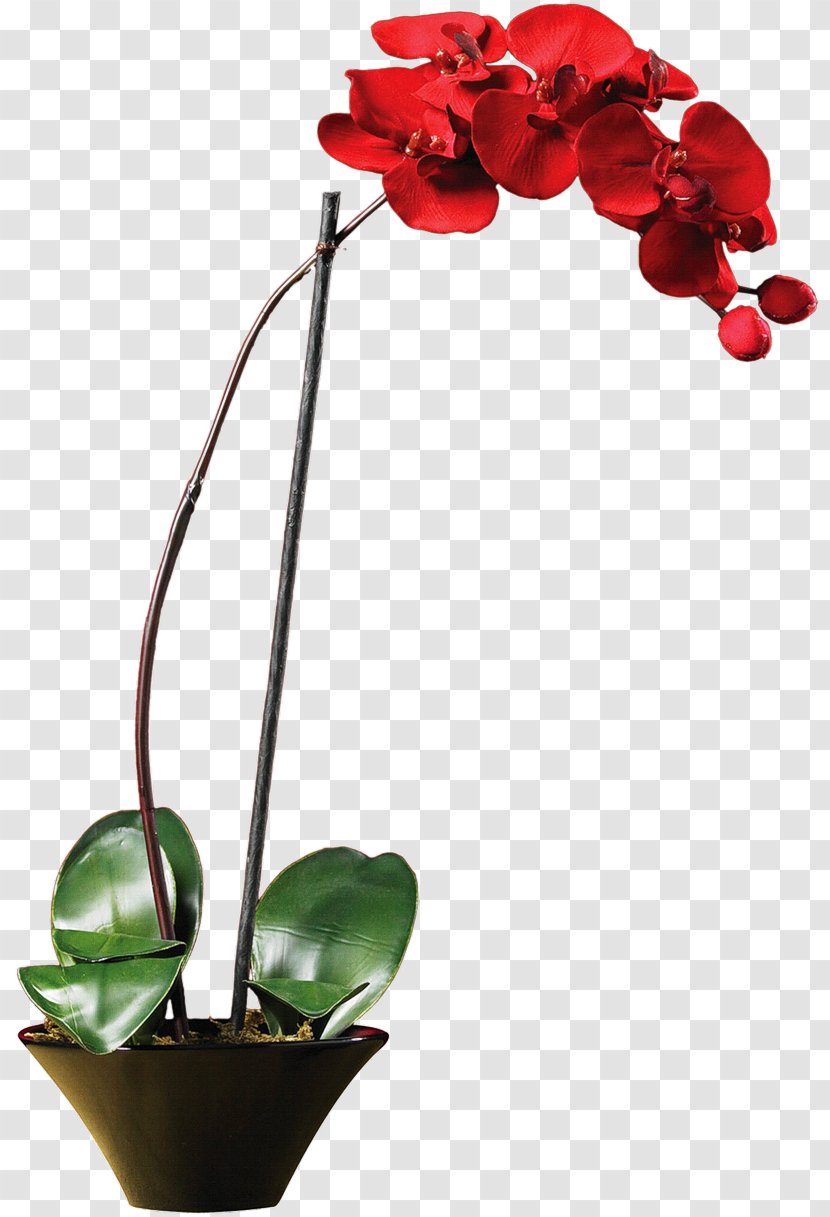 Orchids Phalaenopsis Cornu-cervi Nearly Natural, Inc. Vase Plants Transparent PNG