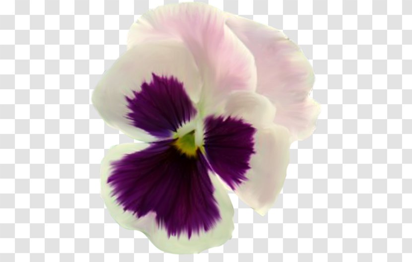 Pansy Flower Rose - Viola Transparent PNG