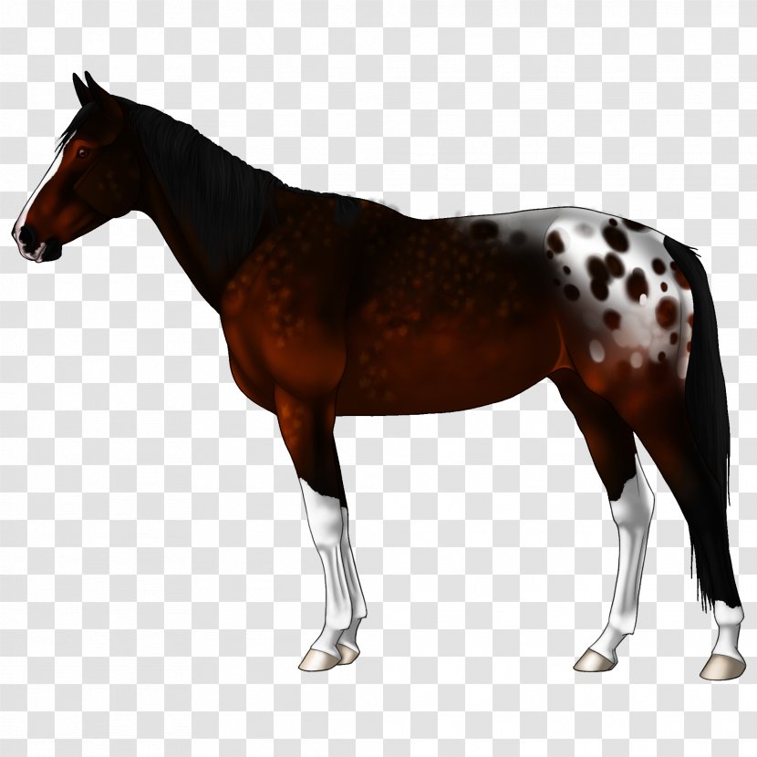 Mule Akhal-Teke Appaloosa Stallion Image - Mammal - Coonhounds Badge Transparent PNG