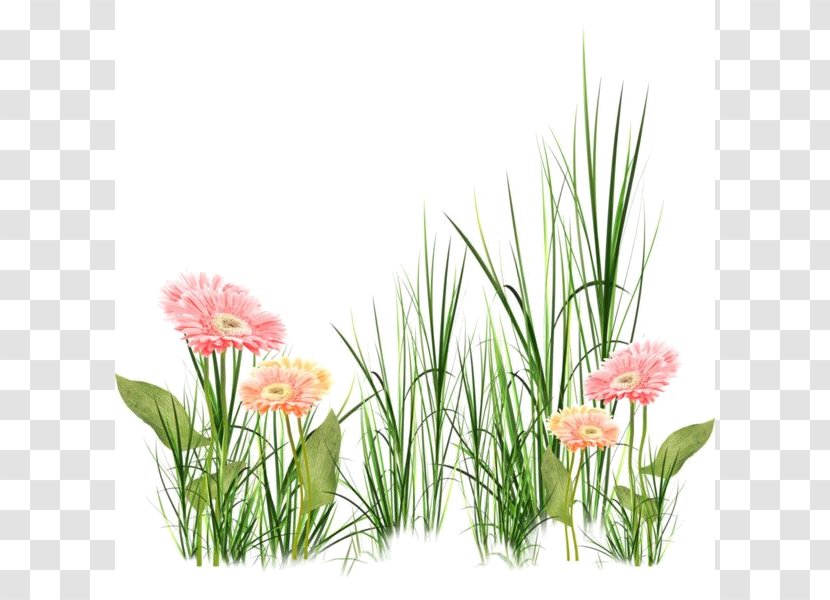 Floral Design Flower Clip Art - Grass Transparent PNG