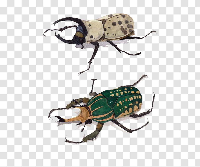 Beetle Euclidean Vector - Insect - Hand-painted Beetles Transparent PNG