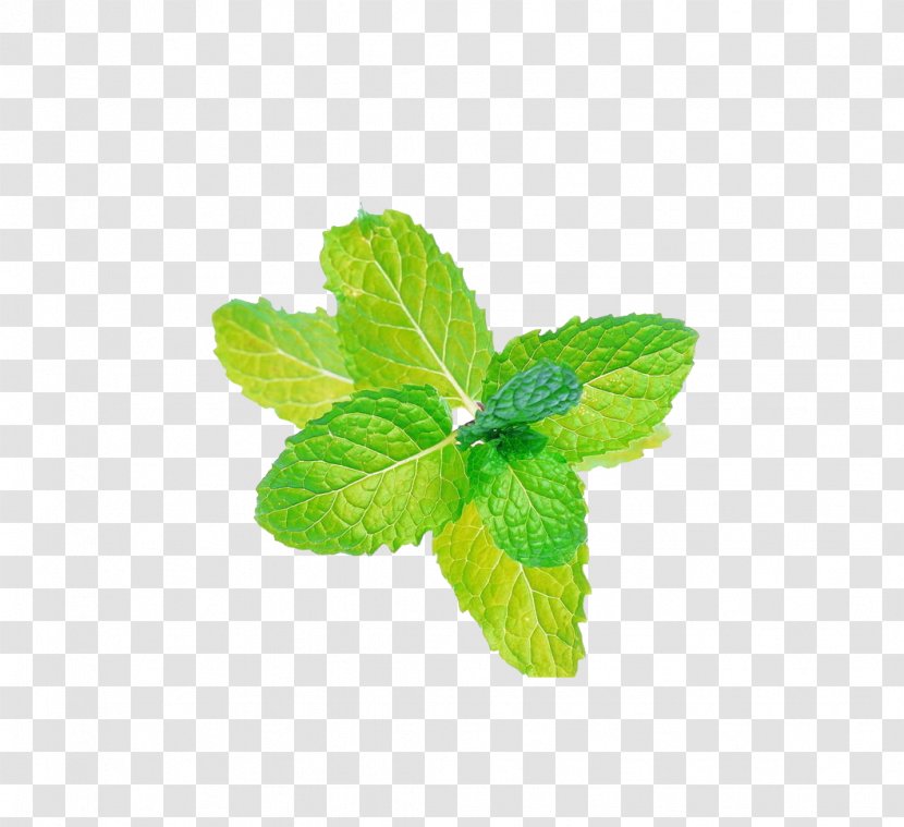 Peppermint Mentha Spicata Menthol Flavor Electronic Cigarette Aerosol And Liquid - Tree - Mint Leaf Transparent PNG