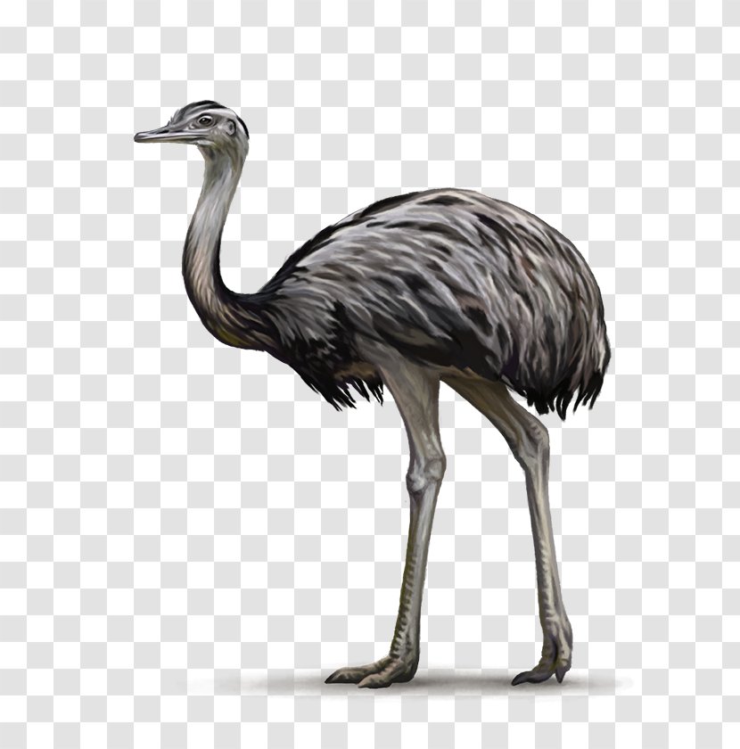 Common Ostrich Bird Greater Rhea Ratite Emu Transparent PNG