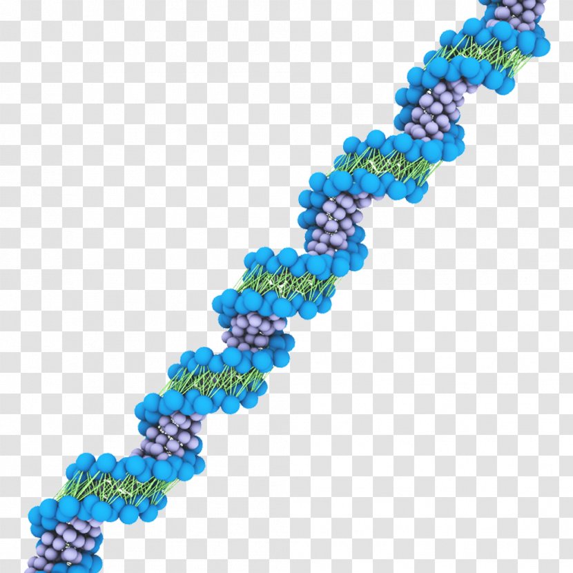 DNA Virus MARTINI Nucleic Acid Force Field - Tutorial - Double Helix Transparent PNG