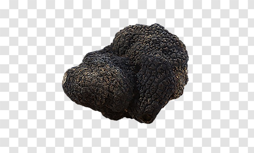 Tuber Aestivum Piedmont White Truffle Périgord Black Uncinatum - Pesce Transparent PNG