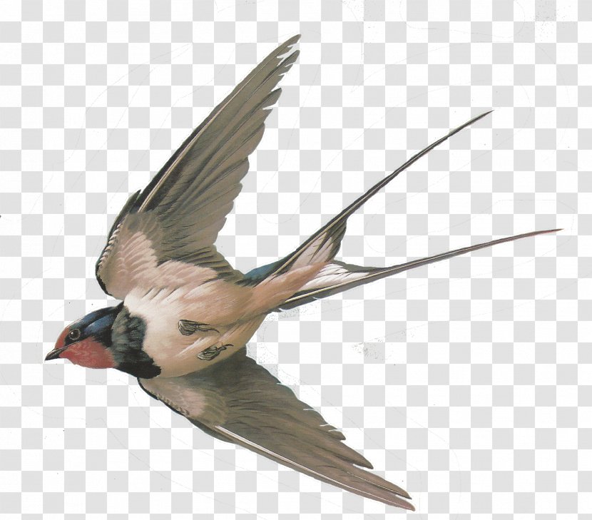 Sparrow Hummingbird American Cliff Swallow Columbidae - Barn Transparent PNG