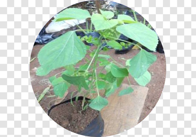 Jamu Herb Song Leaf - Flower - Silhouette Transparent PNG