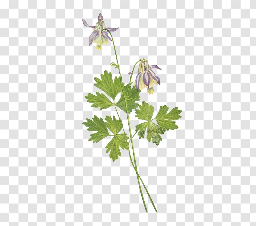 United States Shortspur Columbine (Aquilegia Brevistyla) Wild Flowers Of America - Printmaking - Green Floral Material Transparent PNG