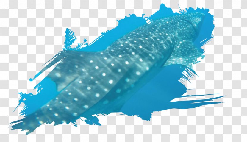 Marine Mammal Biology Water Monster Energy - Whale Shark Transparent PNG