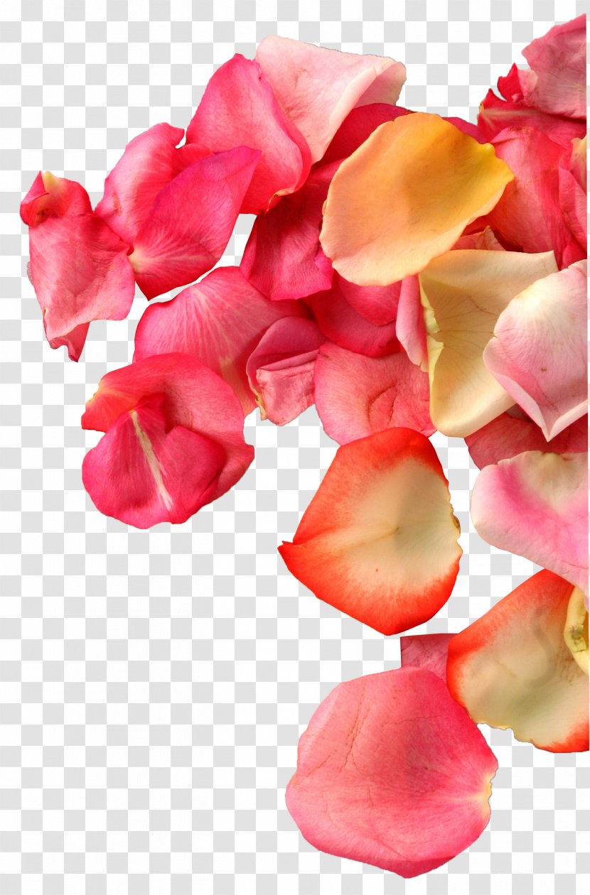 Petal Designer Transparency And Translucency Heart - Flower - Rose Transparent PNG
