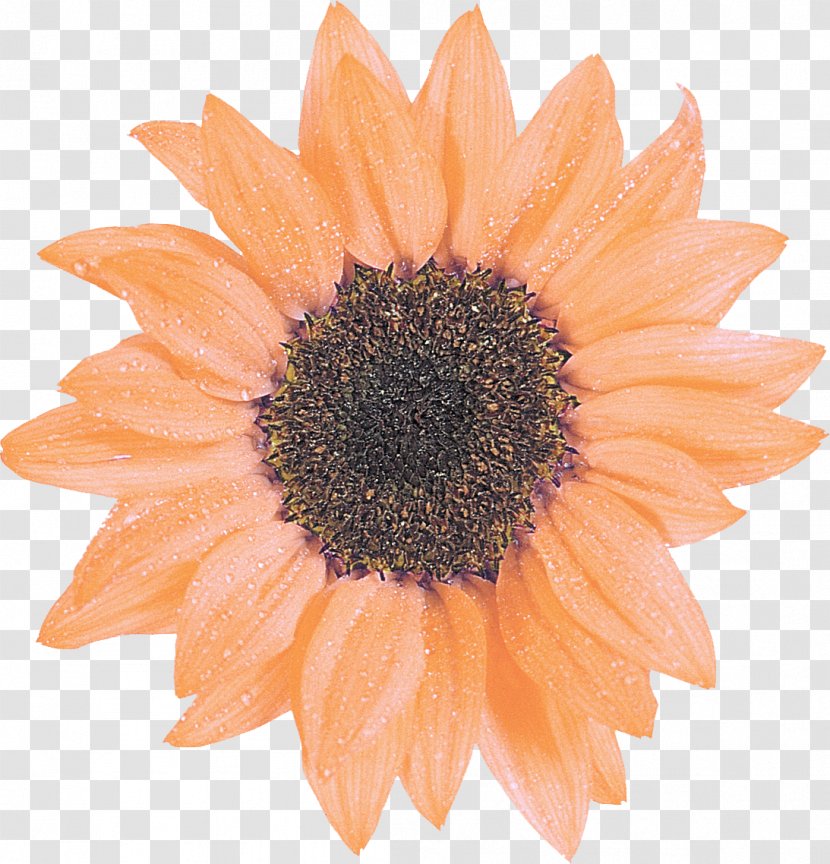 Common Sunflower Daisy Family Clip Art - Flower Transparent PNG