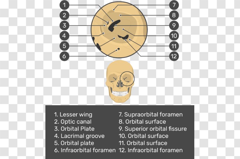Skull Bone Facial Skeleton Orbit Maxilla - Lacrimal Transparent PNG
