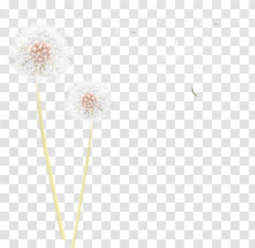Common Dandelion Flower Plant Polyvore - Flowering Transparent PNG