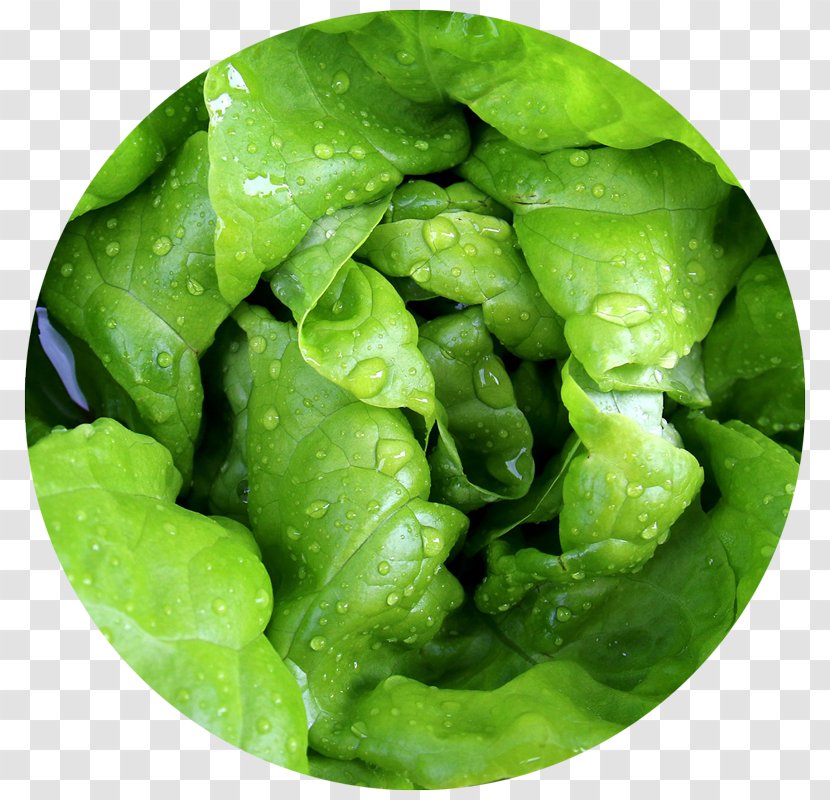 Leaf Vegetable Green Tea Food Lettuce - Seed Transparent PNG