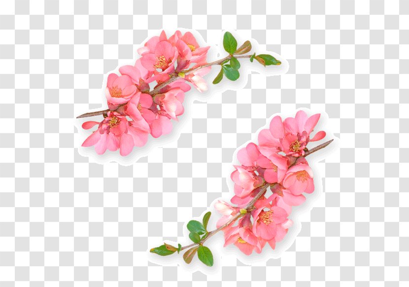 Flower Image Editing Floral Design - Pink - Peach Blossom Transparent PNG