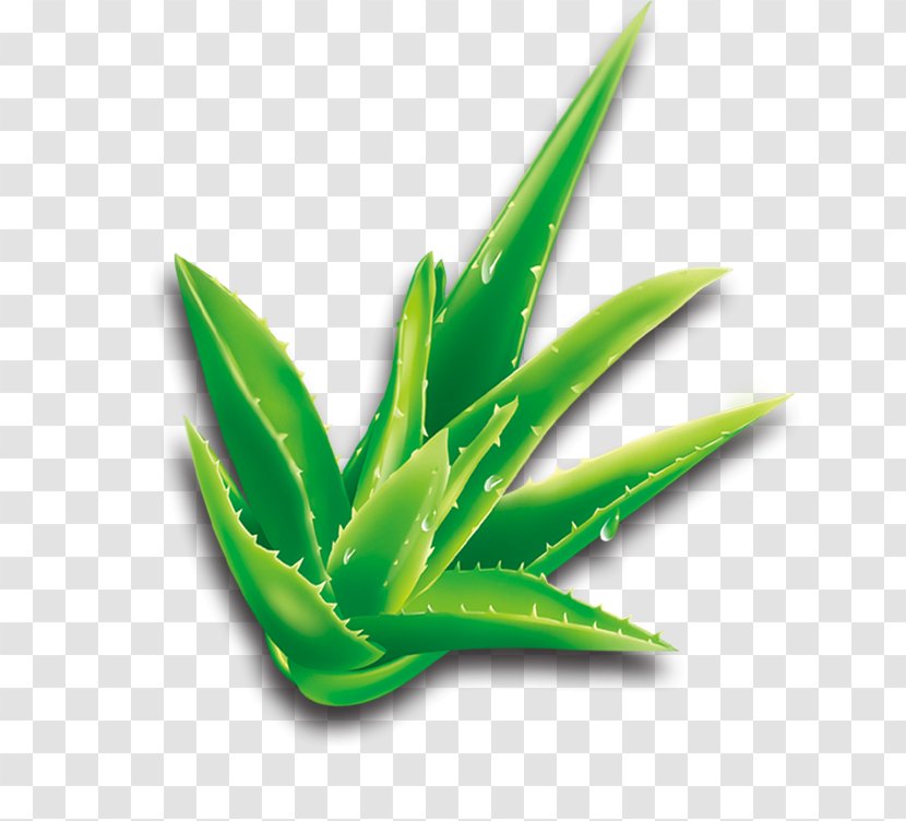 Aloe Vera Cartoon Plant - Rgb Color Model Transparent PNG