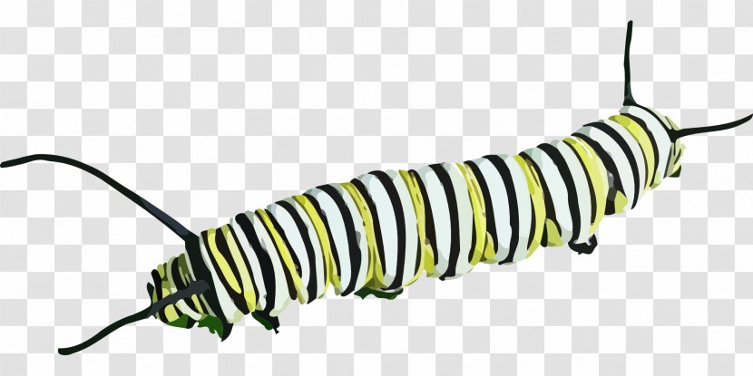 Butterfly Caterpillar Insect Clip Art - Larva - Online Teacher Transparent PNG