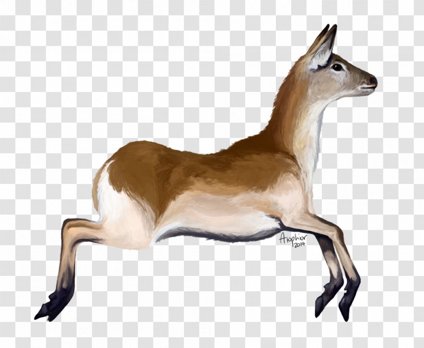 Springbok Musk Deers Impala Gazelle - Deer Transparent PNG