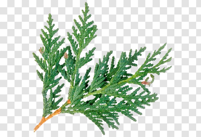 Plant Arborvitae Evergreen Cedar Wood - Spruce - Eucalyptus Transparent PNG