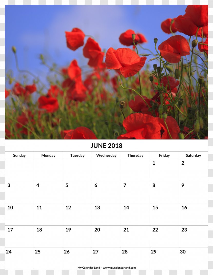 Common Poppy Remembrance Desktop Wallpaper Opium - June 2018 Calendar Transparent PNG