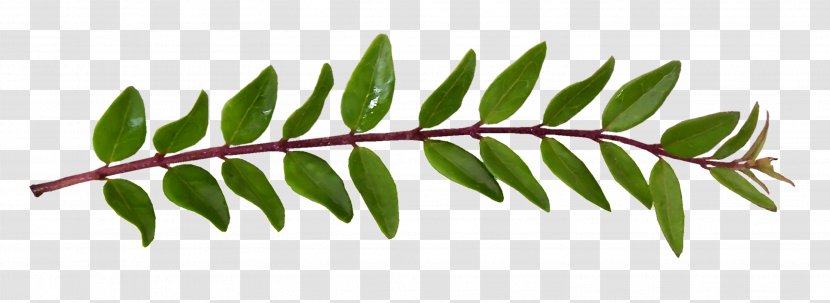 Twig Plant Stem Leaf - Leaves Branches Transparent PNG