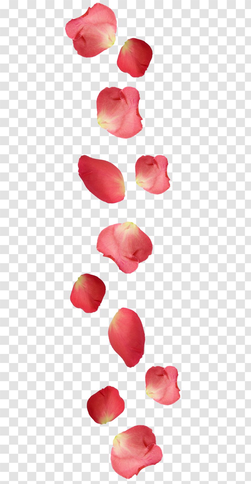 Petal Rose Ugg Boots Flower - Flowering Plant Transparent PNG
